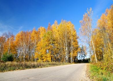 Country Road In Fall Seaso