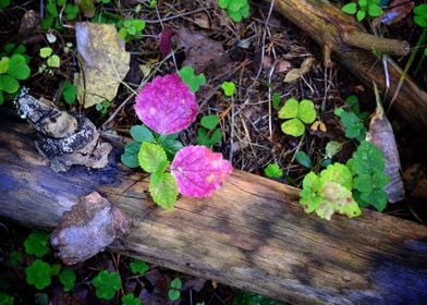 Forest Substrate CloseUp