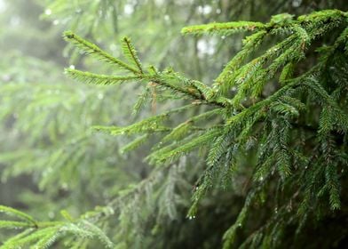 Pine Tree CloseUp