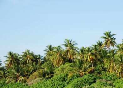 Palm  Tree  Coconut  Tropi