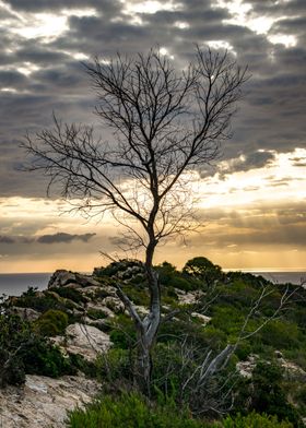 A lone tree