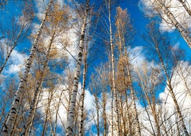 Birch Tree Background Natu