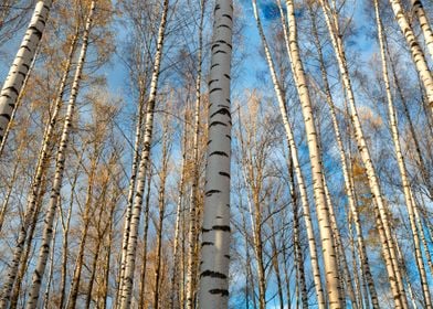 Birch Tree Birch Forest Tr