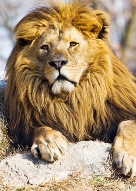 lion