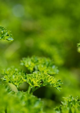 portrait of the parsley 2 