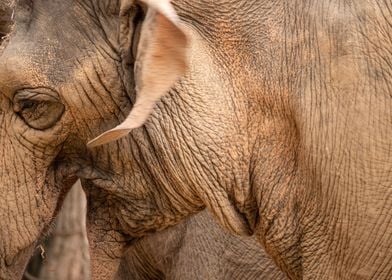 Close Up of an Elephant