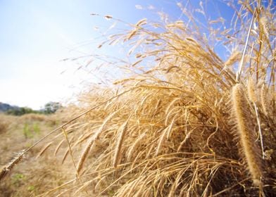 Straw Agriculture Autumn B