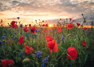 Poppies at Sunrise