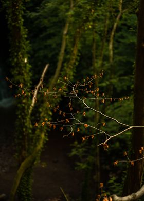 Forest Leaves