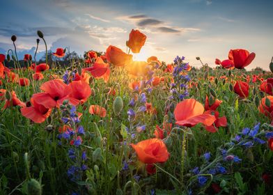 Poppies