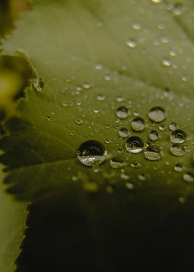 Water Droplets On Leaves