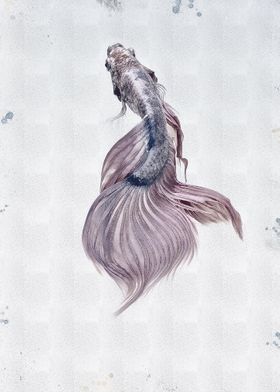 siamese fighting fish