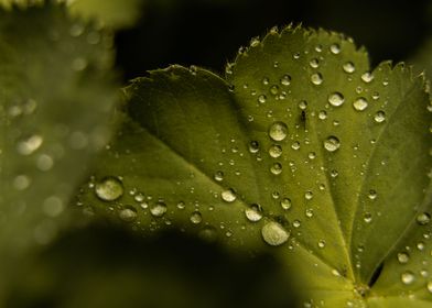 Rain in the Garden