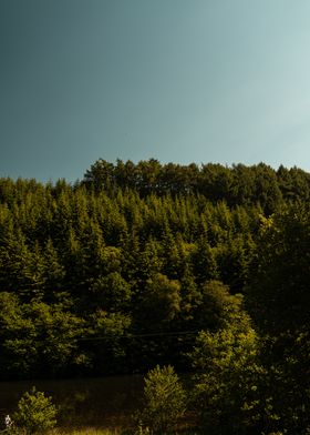 Hills of Trees