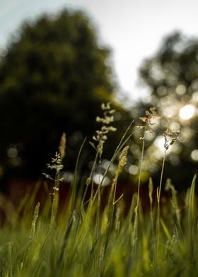 Sunshine through the trees