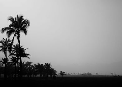 Black and White Landscape