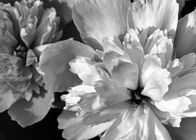 Black and White Peonies