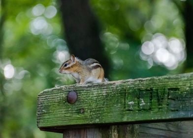 Chipmunk Love