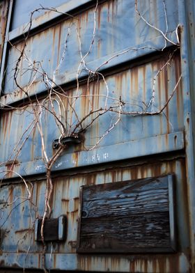 Thorns Vine and Board