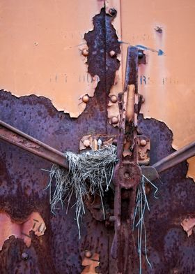 Nest on Abandoned Boxcar