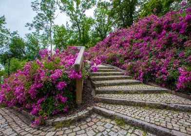 Stairs in the park Flowers