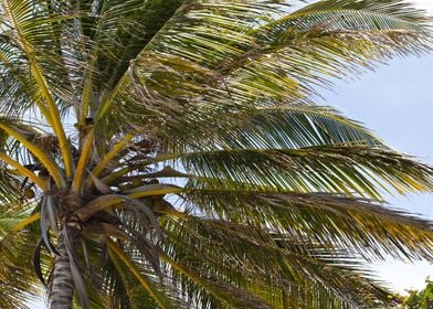 Palm Tree Coconuts Tropica