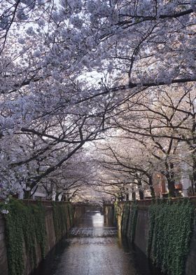 Cherry Blossom River 