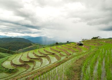 Agriculture Asia Asian Chi