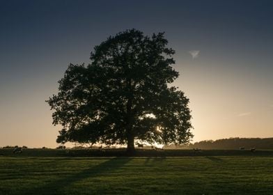 Tree Sheep and Sunset