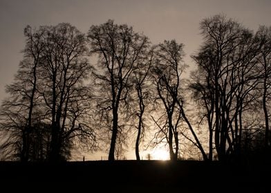 Bare Trees on a Ridge