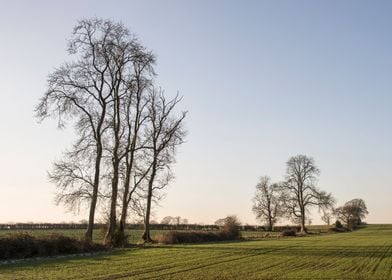 Bare Trees in Winter 1