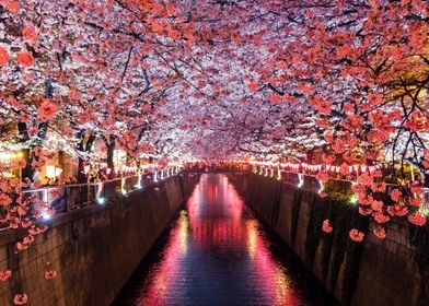 Cherry Blossom Canal