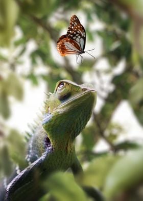 Chameleon meets Butterfly