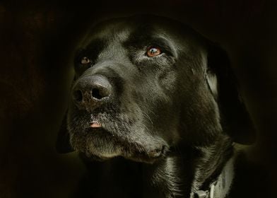 Black Dog