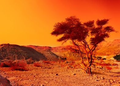 Arid Background Dawn Deser