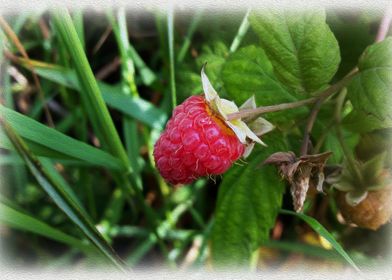 A ripe raspberry