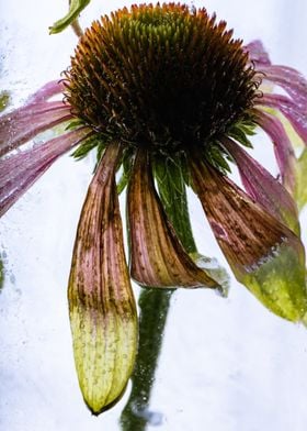 Colorful echinacea in ice