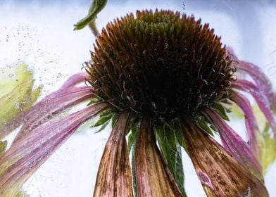 Colorful echinacea 3