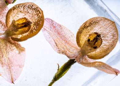 2 orchids in ice