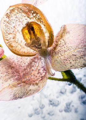 Orchid in ice 2