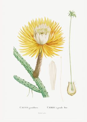 Cactus Grandiflorus