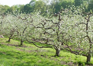 Spring Apple Orchard