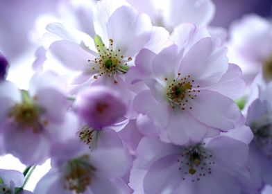 White Cherry Blossoms