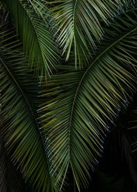 Palm Tree Leaves 