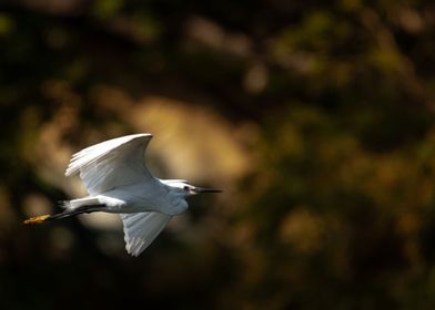 great egret