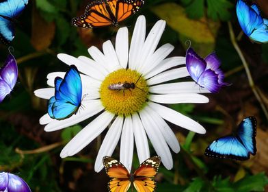Butterflies and Flower