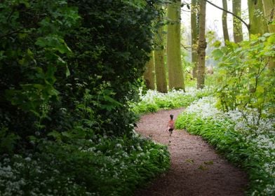 Pheasant In The Forest And