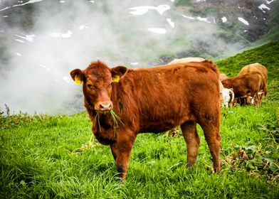 Switzerland Cow