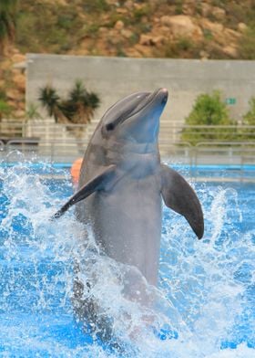 nature dolphin ocean