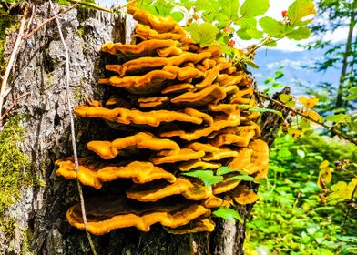 Switzerland Mushrooms